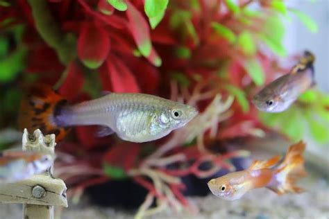 Que Comen Los Peces Peque Os De Agua Salada Todopez