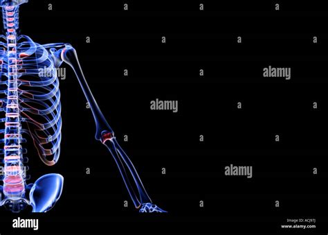 Ossa Arto Superiore Anatomia Immagini E Fotografie Stock Ad Alta