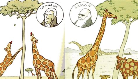 Como Darwin E Lamarck Explicariam O Desenvolvimento Dessas Garras
