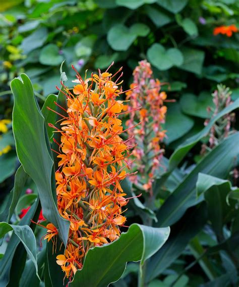 Jungle plants: 16 options for lush and leafy borders | Gardeningetc