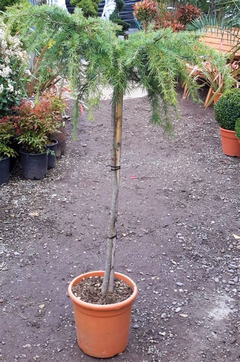 Cedrus Deodara Feeling Blue Std M Windlestone Nursery