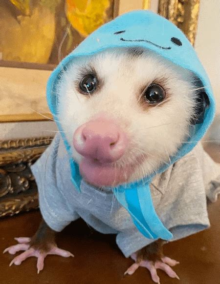 Jess Is Looking So Beautiful R Opossums