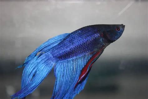 Types Of Betta Fish By Tail Pattern And Color