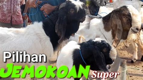 Update Harga Kambing Hari Ini Di Pasar Hewan Kepanjen Malang Rabo