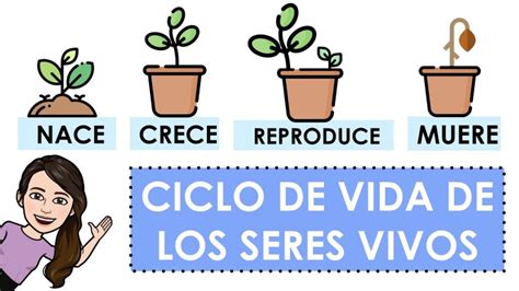 Ciclo Vital De Los Seres Vivos Clase Virtual Nive Nbkomputer