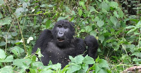 4 Days Bwindi Gorilla Trekking | Safaris Uganda