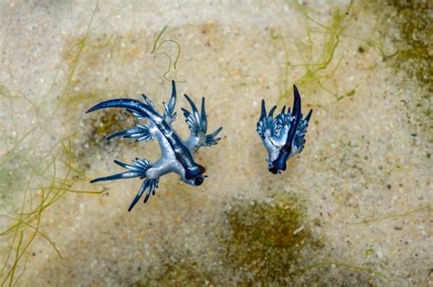 Blue Dragons Wash Up On Texas Beaches