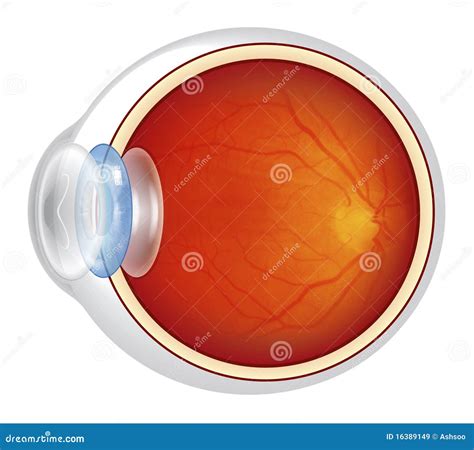 Eyeball Cross Section Illustrated Stock Illustration Illustration