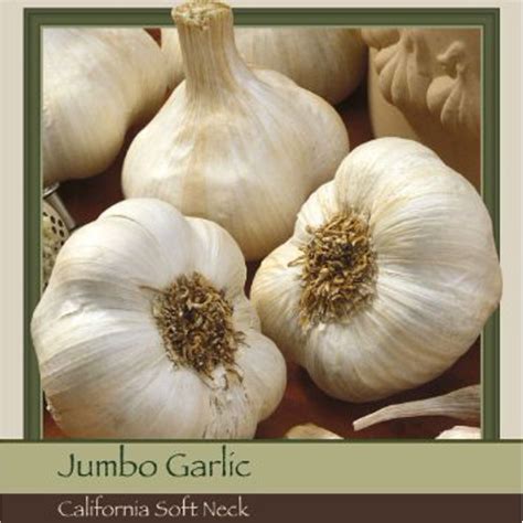 3 California Softneck Garlic Bulbs - Walmart.com - Walmart.com