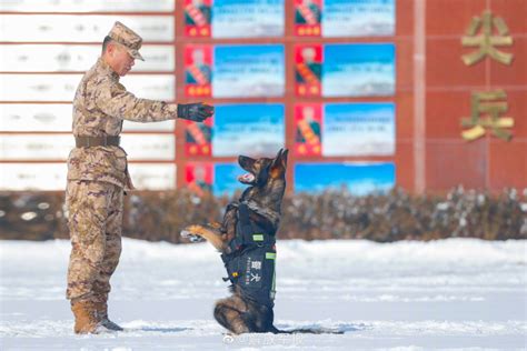 默契！直击雪地人犬协同训练现场 大陆军事 华夏经纬网