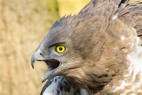 Short Toed Snake Eagle Circaetus Gallicus Stock Image Image Of