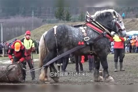 万马之王夏尔马，体型堪比大象，5吨重物拉着跑夏尔马大象万马