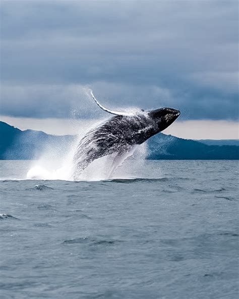 Excursión Ballenas Jorobadas en Samaná (2024) - 4S