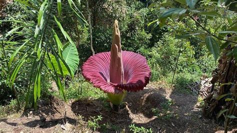 Bunga Bangkai Amorphophallus Titanum Kembali Mekar Di Palupuh Agam