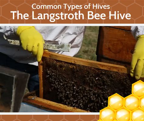 Bee Hives - The Langstroth Hive - Beat Your Neighbor