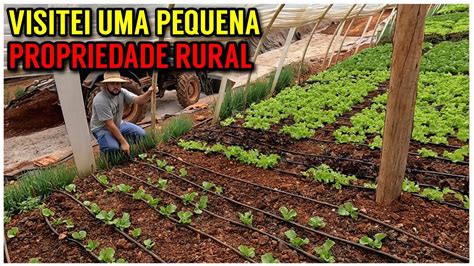 Pequena propriedade rural produção de LEITE e HORTALIÇAS rotina