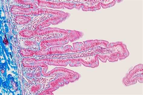 Small Intestine Light Micrograph Bild Kaufen Science