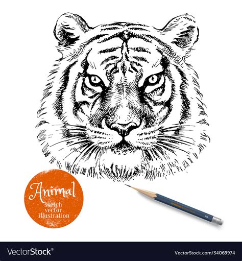 Hand drawn tiger head sketch isolated Royalty Free Vector