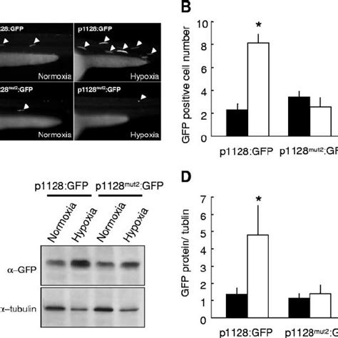 The HRE positioned at Ϫ 1090 Ϫ 1086 is required for hypoxia induced