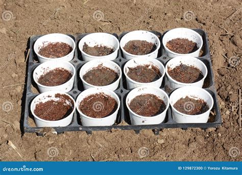 Planting seeds of pea stock photo. Image of peas, close - 129872300