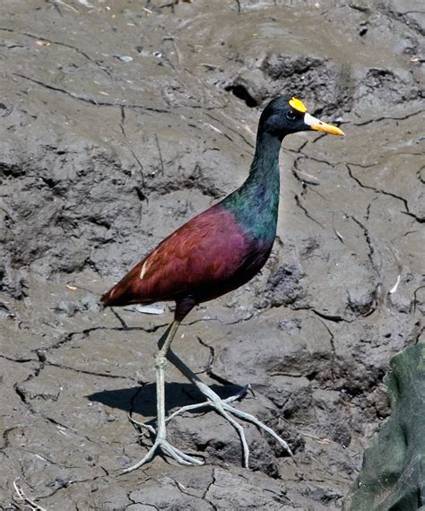 Northern Jacana (Jacana spinosa) :: BirdWeather