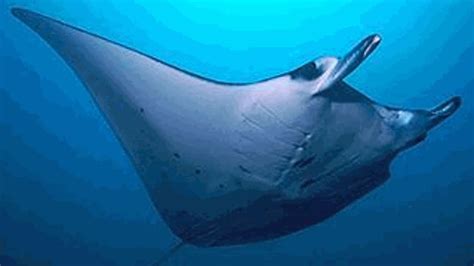 Manta Di Tre Metri In Difficolt A Sestri Levante Ha Ripreso Il Mare