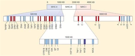 Mhc Antigen Presentation Immunopaedia