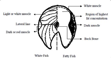 Types of muscles in white fish and fatty fish [7]. | Download ...