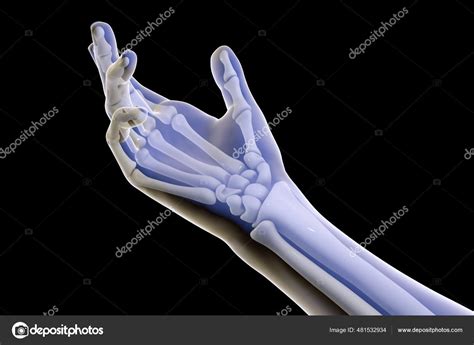 Human Hand Arm Skeleton Bones Illustration Stock Photo by ©katerynakon ...