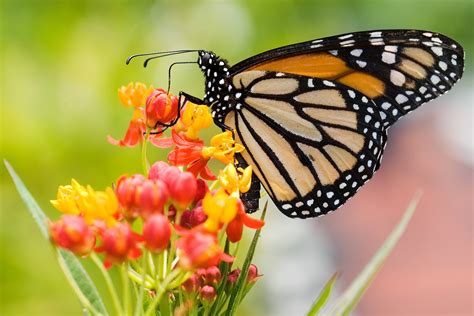 Monarch Butterfly Population Witnesses Alarming Decline - Urban Bird