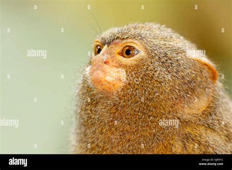 Mammal Monkey Zoo Stock Photo Alamy