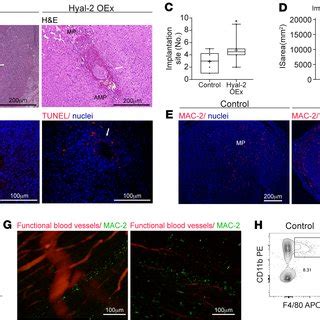 Hyaluronan Deposition And Vascular Remodeling In The Implantation Site