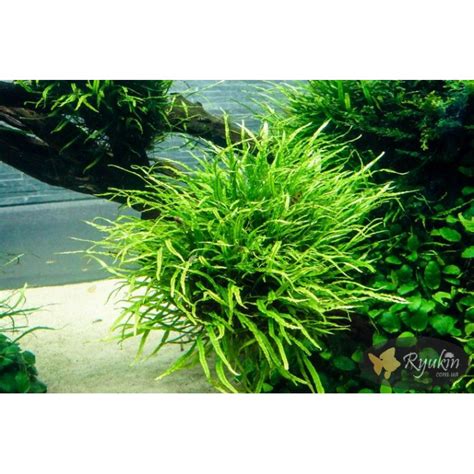 Папоротник Таиландский Узколистный (Microsorum Pteropus Narrow Leaf ...