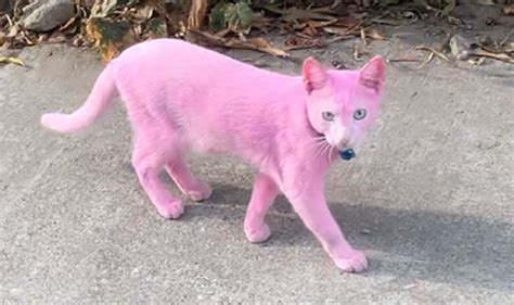 Cat dyed pink sparks fury in residents - 'I'm consumed with anger ...