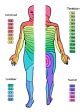 Juegos De Ciencias Juego De Segmentos De Nervios Espinales Cerebriti