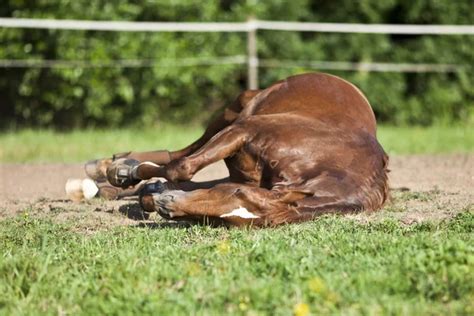 Horse Sleeping Stock Photos Royalty Free Horse Sleeping Images