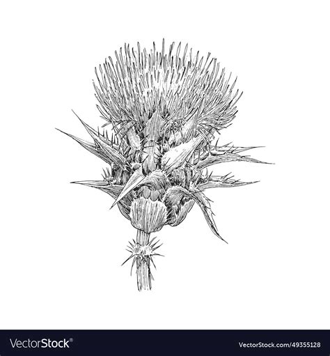 Thistle herb sketch in botanical drawing Vector Image