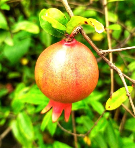 anar fruit ripened stock image image  anar gourd