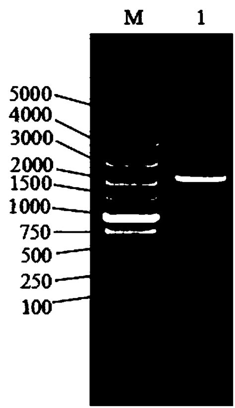 Novel Glucose Resistant Beta Glucosidase Gene And Application Thereof