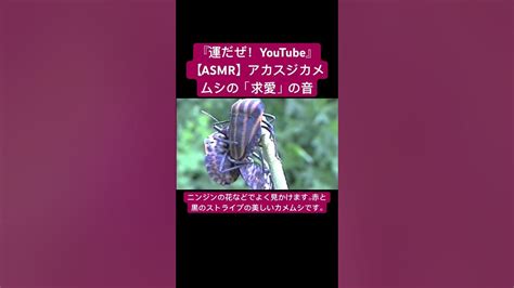 【asmr】アカスジカメムシの「求愛」の音 Insects 虫の音 Sound Sdgs Asmr Yt Environment