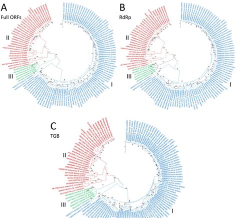 Phylogenetic Trees Based On The Nucleotide Sequences Of Three Regions