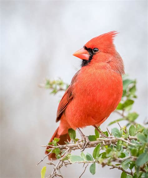 Northern Cardinal bird in Texas, | Free Photo - rawpixel