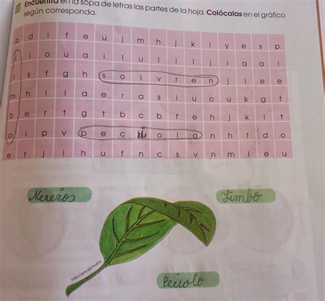 Encuentra En La Sopa De Letras Las Partes De La Hoja Colocalas En El