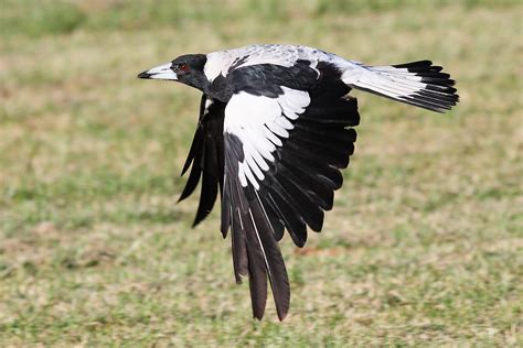 Australian Magpie