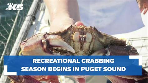 Recreational Crabbing Season Begins In Puget Sound Youtube