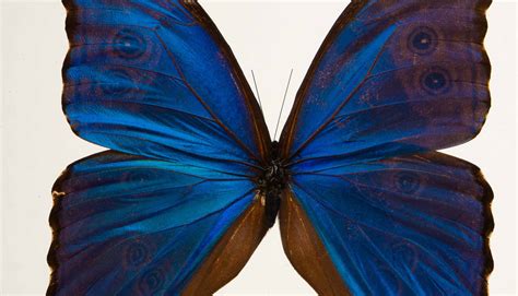 Morpho Didius Butterfly In Double Paned Glass And Ebonized Frame