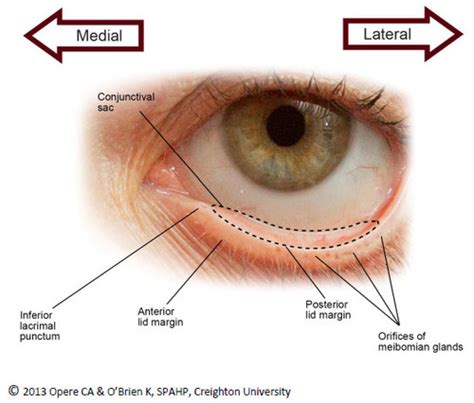 Conjunctival Sac