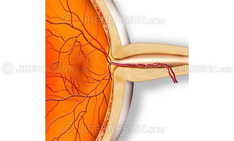 Optic nerve cross-section - #AN0017