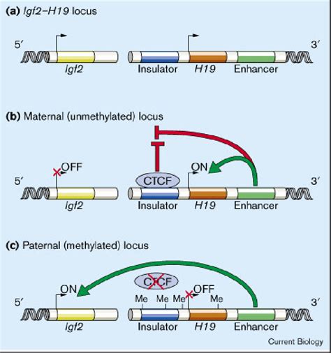 Regulated Insulator Activity In The Igf H Locus A The Igf And