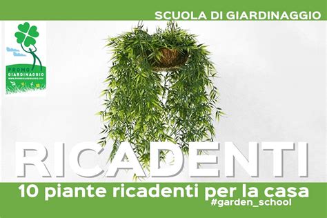 Piante Ricadenti Per La Casa Promogiardinaggio